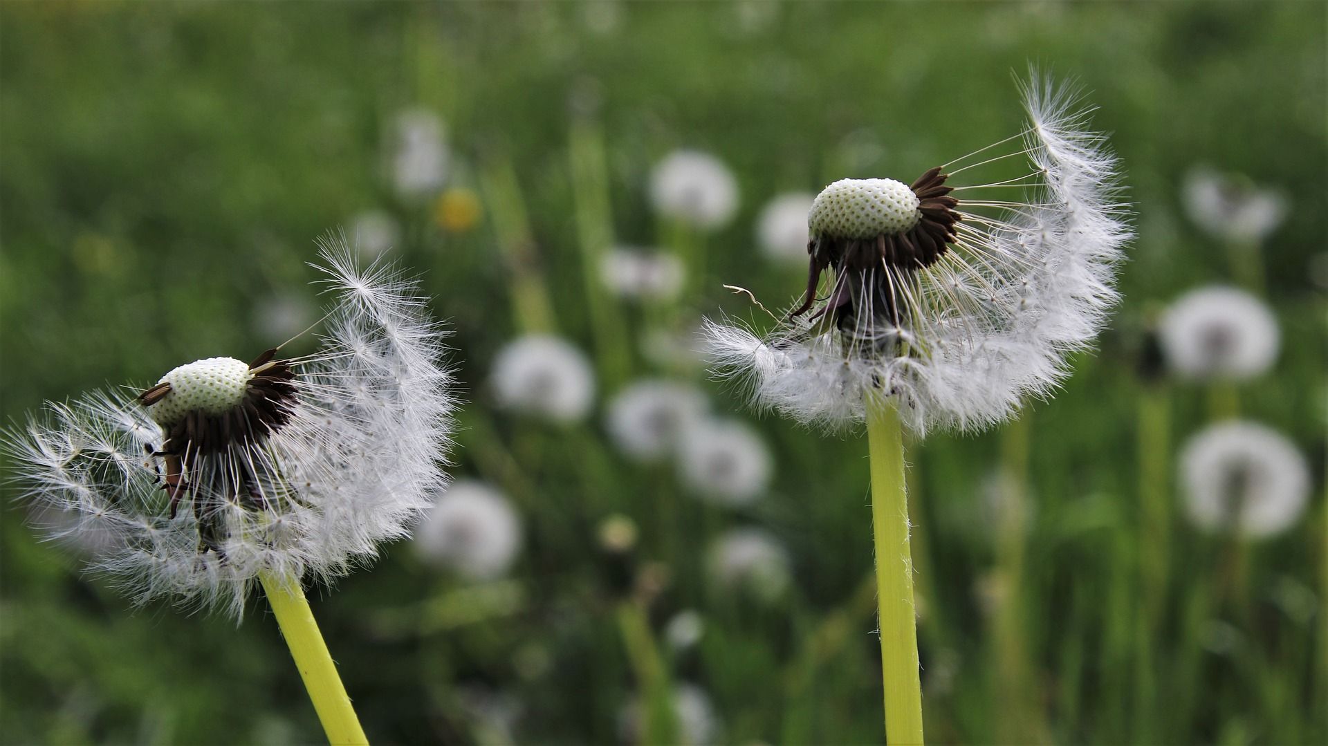 paardebloemen